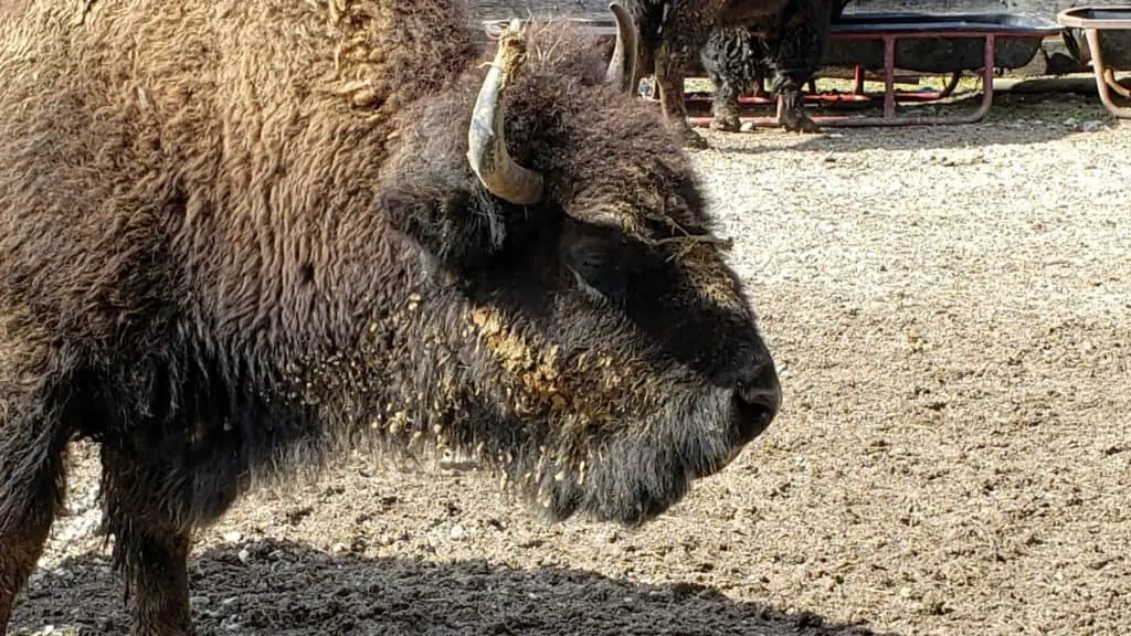 Bison at Big Bone Lick State Park
