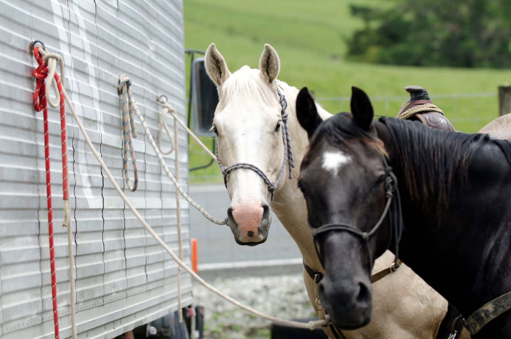 Horses being towed by a motorhome
